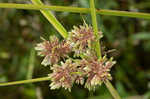 Drummond's sedge